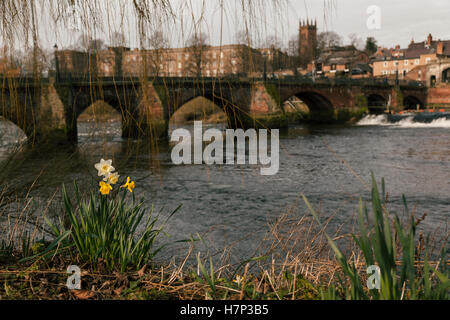 Chester, UK. 26. Januar 2016. Narzissen blühen am Ufer des Flusses Dee im Vorfeld bis zum St. Davids Tag. © Emily Roberts. Stockfoto