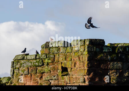 Chester, UK. 26. Januar 2016. Eine Taube fliegt der römischen Chester Stadtmauern. © Emily Roberts. Stockfoto