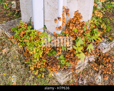 Wild Hop Blumen / "Humulus Lupulus" auf Basis von konkreten Pylon - Frankreich. Stockfoto