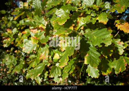 Eichenlaub langsam in der Herbstsonne Stockfoto