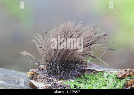 Schokolade Rohr Schleim Schimmel oder Schimmel, Stemonitis splendens Stockfoto