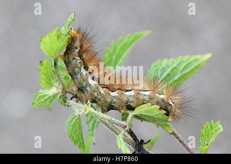 Buff Hermelin, Spilosoma luteum Stockfoto