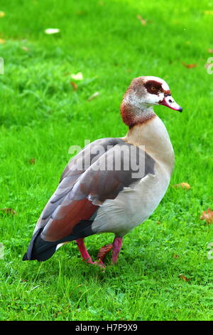 Nilgans zu Fuß auf dem leuchtend grünen Rasen. Stockfoto