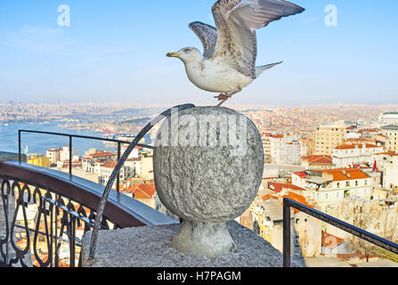 Die Möwe stößt vor dem Start in die steinerne Kugel am Galata-Turm in der alten Istanbul, Türkei. Stockfoto