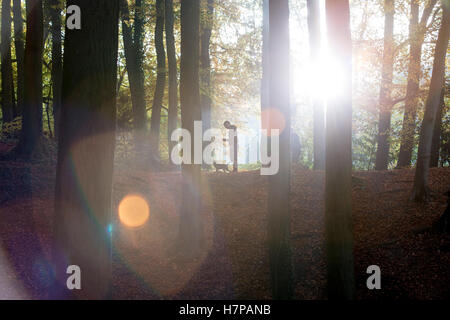 Eine Figur ist Silhoutted gegen den hellen Sonnenschein, der einen Wald von Bäumen in Herbstfarben backlights. mit dem Boden, bedeckt mit Laub und Nebel Hervorhebung die Strahlen der Sonne durch den Wald. Stockfoto