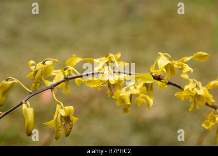 Gelbe Orchideen Blume im Garten auf gelbem Hintergrund Stockfoto