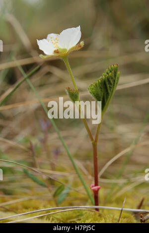 Kleinen Moltebeere (Rubus Chamaemorus) Pflanze mit Blüte. Stockfoto