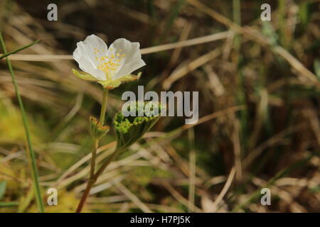 Kleinen Moltebeere (Rubus Chamaemorus) Pflanze mit Blüte. Stockfoto