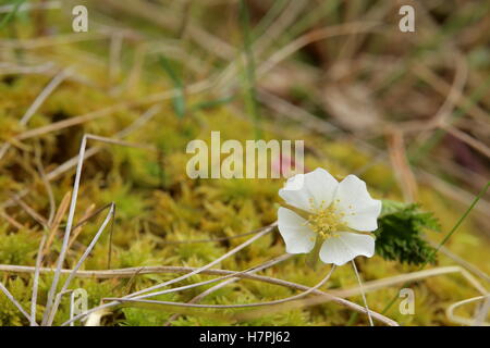 Kleinen Moltebeere (Rubus Chamaemorus) Pflanze mit Blüte. Stockfoto