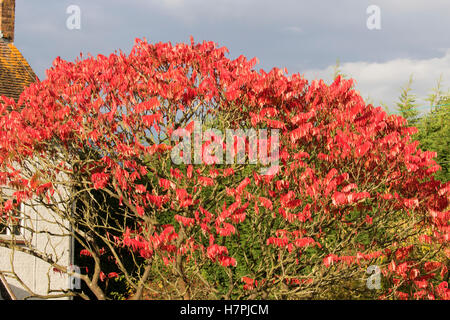 Sumach, Rhus Typhina Baum mit roten Blättern im Herbst. Worcestershire; UK Stockfoto