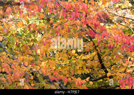 Bunte Blätter der Parrotia Persica im Herbst, Worcestershire, UK Stockfoto