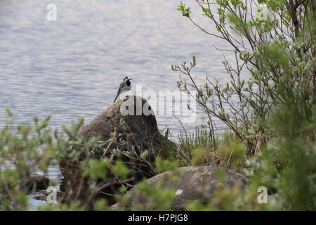 Bachstelze (Motacilla Alba) sitzt auf einem Stein im Wasser. Stockfoto
