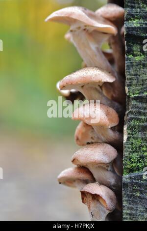 Sonnenlicht auf den Herbst fruchttragenden Pilze Stockfoto