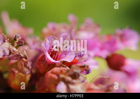 Makro der Blüten der Bergenie Crassifolia, Leder-Bergenie. Stockfoto