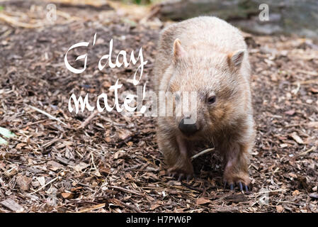 Close-up auf einem Wombat, Australian native Tier mit G'Day Mate Gruß Stockfoto