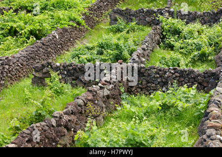 Azoren-Kulturlandschaft mit vulkanischem Gestein Weinberge in Sao Jorge. Horizontale Stockfoto