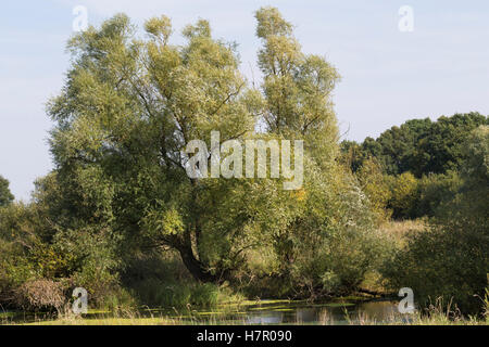 Silber-Weide, Silberweide, Weissweide, Weißweide, Weide, Salix Alba, White Willow, Le Saule Blanc, Saule Commun, Saule Argenté, Stockfoto