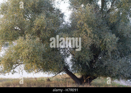 Silber-Weide, Silberweide, Weissweide, Weißweide, Weide, Salix Alba, White Willow, Le Saule Blanc, Saule Commun, Saule Argenté, Stockfoto