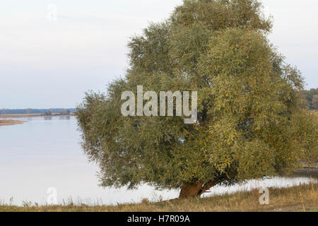 Silber-Weide, Silberweide, Weissweide, Weißweide, Weide, Salix Alba, White Willow, Le Saule Blanc, Saule Commun, Saule Argenté, Stockfoto