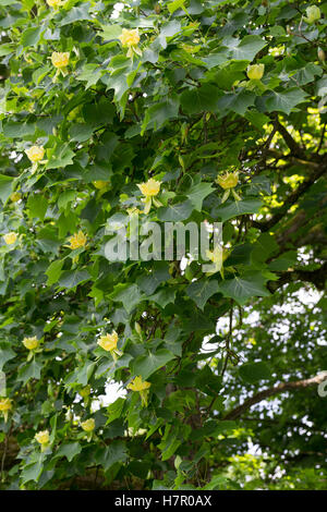 Amerikanischer Tulpenbaum, Tulpen-Baum, Magnolie, Liriodendron Tulipifera, Kanarischen Whitewood, Polar Tulip, Tulip Tree Stockfoto