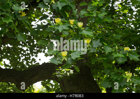 Amerikanischer Tulpenbaum, Tulpen-Baum, Magnolie, Liriodendron Tulipifera, Kanarischen Whitewood, Polar Tulip, Tulip Tree Stockfoto