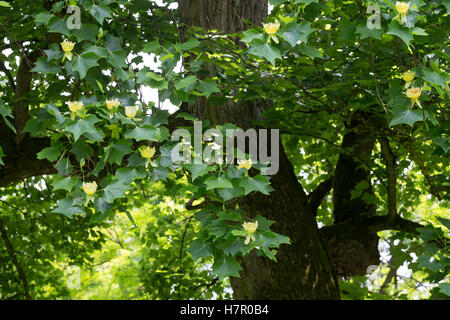 Amerikanischer Tulpenbaum, Tulpen-Baum, Magnolie, Liriodendron Tulipifera, Kanarischen Whitewood, Polar Tulip, Tulip Tree Stockfoto