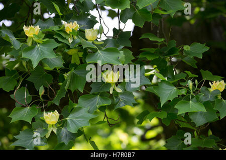 Amerikanischer Tulpenbaum, Tulpen-Baum, Magnolie, Liriodendron Tulipifera, Kanarischen Whitewood, Polar Tulip, Tulip Tree Stockfoto