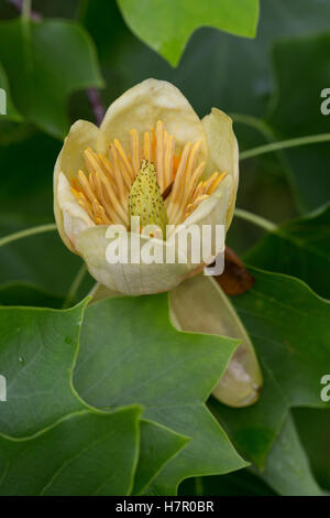 Amerikanischer Tulpenbaum, Tulpen-Baum, Magnolie, Liriodendron Tulipifera, Kanarischen Whitewood, Polar Tulip, Tulip Tree Stockfoto