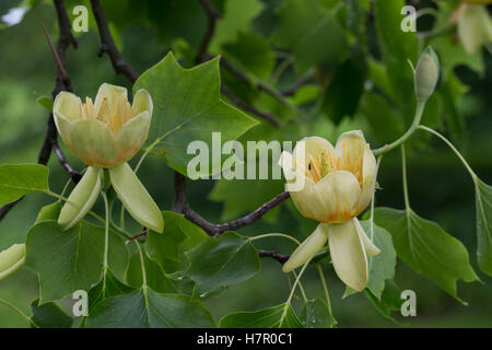 Amerikanischer Tulpenbaum, Tulpen-Baum, Magnolie, Liriodendron Tulipifera, Kanarischen Whitewood, Polar Tulip, Tulip Tree Stockfoto