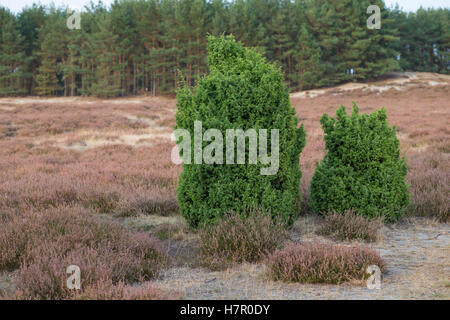 Gemeiner Wacholder, Heide-Wacholder, Heidewacholder, Juniperus Communis, Gemeine Wacholder Stockfoto