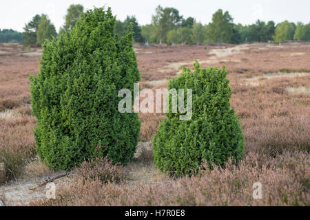 Gemeiner Wacholder, Heide-Wacholder, Heidewacholder, Juniperus Communis, Gemeine Wacholder Stockfoto