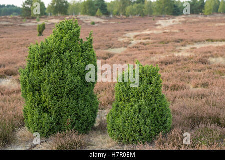 Gemeiner Wacholder, Heide-Wacholder, Heidewacholder, Juniperus Communis, Gemeine Wacholder Stockfoto