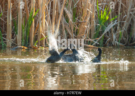 Ein Trio von amerikanischen Blässhühner, Fulica Americana, Streitereien in einem Teich im Frühling, St. Albert, Alberta, Kanada Stockfoto