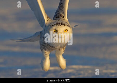 Snowy Owl fliegt tief über ein schneebedecktes Feld in Kanada Stockfoto