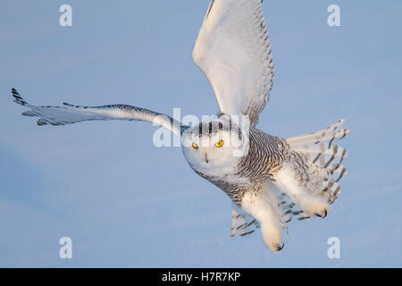 Snowy Owl fliegt tief über ein schneebedecktes Feld in Kanada Stockfoto