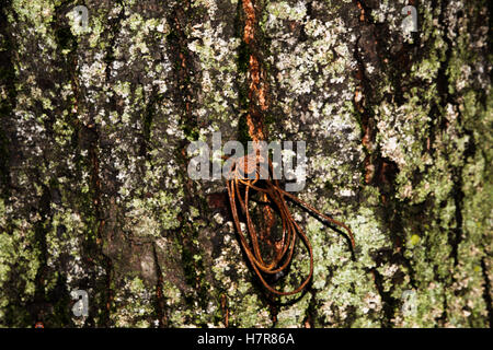 alte Holz Baum Rinde Textur mit grünem Moos, Baumrinde, Rinde Foto, Rinde Hintergrund, Rinde Makro, Wald-Baum, Baum Textur, Rinde Stockfoto
