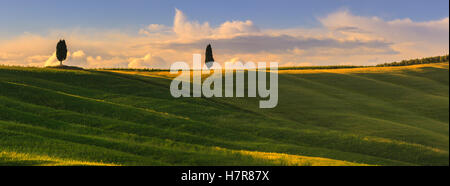 Zypressen, im Herzen der Toskana, in der Nähe von San Quirico in Val d ' Orcia, Italien Stockfoto