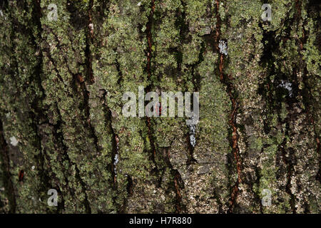alte Holz Baum Rinde Textur mit grünem Moos. Wanze-Soldat auf einem Baumstamm, rot-schwarze Käfer. Stockfoto