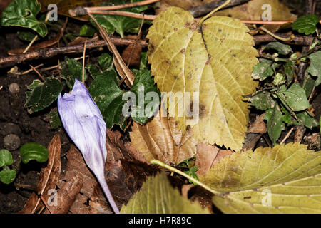 Bunte Blätter im Herbst. Bunte und helle Hintergrund gemacht von gefallenen Herbst Blätter. Stockfoto