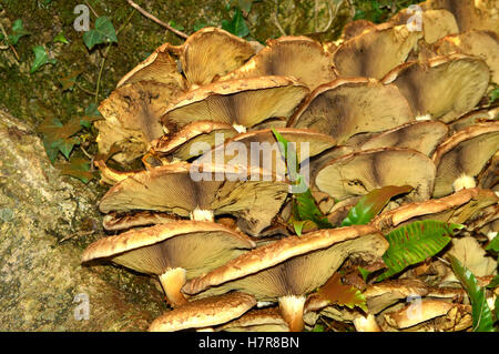 Gruppen von 3-Zoll (8cm) Fliegenpilze oder Pilze klammerte sich an Baumstamm Stockfoto