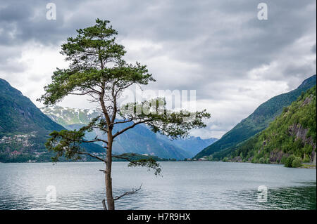 Einsamer Baum und norwegische Fjordlandschaft. Stockfoto