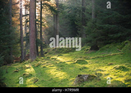 Glendalough, Irland Stockfoto