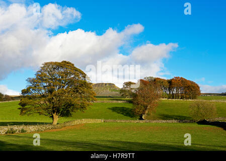 Pen-y-Gent, eines Yorkshire drei Zinnen, Yorkshire Dales National Park, North Yorkshire, England UK Stockfoto