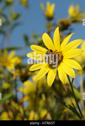 Eine Honigbiene (Apis Mellifera) Futter auf eine gelbe Blume. Henfield, Sussex, UK. Stockfoto