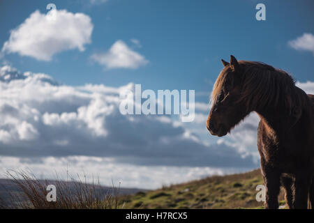 Wilde Welsh Mountain Pony auf der Black Mountain Range in Brecon-Beacons-Nationalpark, Wales, Großbritannien Stockfoto