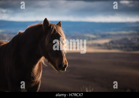 Wilde Welsh Mountain Pony auf der Black Mountain Range in Brecon-Beacons-Nationalpark, Wales, Großbritannien Stockfoto