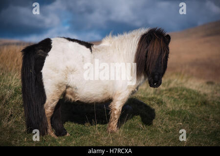 Miniatur wild Welsh Mountain Pony auf der Black Mountain Range in Brecon-Beacons-Nationalpark, Wales, Großbritannien Stockfoto