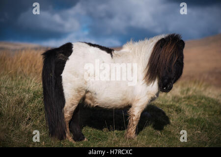 Miniatur wild Welsh Mountain Pony auf der Black Mountain Range in Brecon-Beacons-Nationalpark, Wales, Großbritannien Stockfoto
