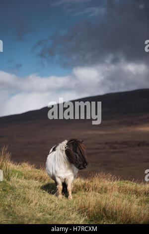 Miniatur wild Welsh Mountain Pony auf der Black Mountain Range in Brecon-Beacons-Nationalpark, Wales, Großbritannien Stockfoto