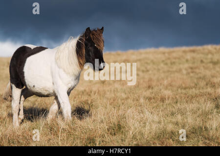 Wilde Welsh Mountain Pony auf der Black Mountain Range in Brecon-Beacons-Nationalpark, Wales, Großbritannien Stockfoto